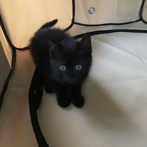 Meet your Posher, Janet